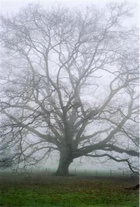Fog clothing a bare oak tree