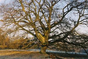 Imposing oak tree