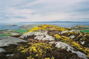 Mossy rocks