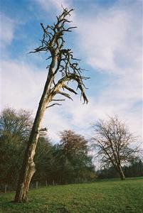 Dry pine tree at Brockwood