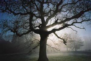 Tree blocking pale wintry sunshine