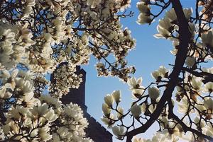 Magnolias and the tower at Brockwood