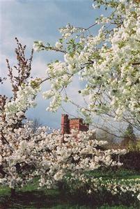 School tower partly veiled by blooming fruit trees