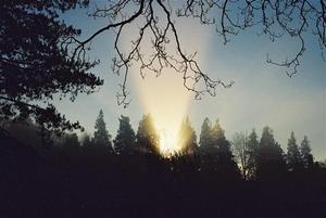 Sun setting behind trees leaves funnel of light