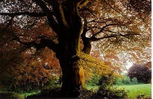 Beech Tree near Brockwood