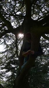 Boy reading in a tree