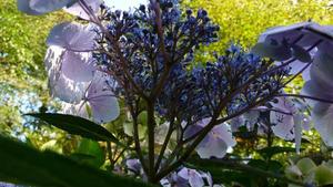 Flowers in the Brockwood Grove