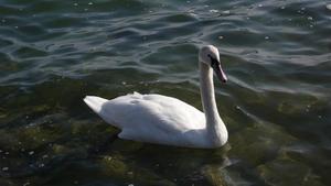 Swan Lake