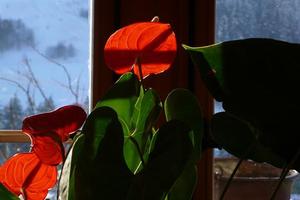 Anthuriums in the window