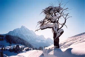 Winter view of Videmanette and cherry tree, snow, clear blue sky and sun