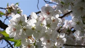 Apple blossoms