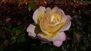 Pink and yellow rose