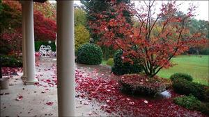 Pink blossoms strewn around alabaster columns