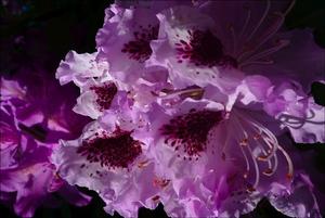 Close up of pink orchid