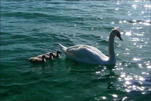 Swan family on Lake Geneva