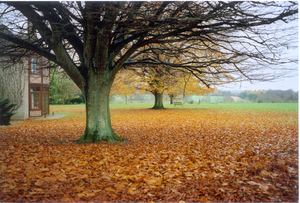 Carpet of leaves