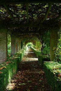 Brockwood Rose Garden