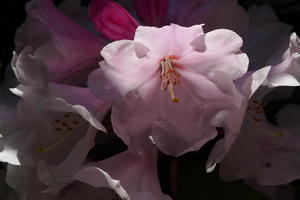 Azaleas in the Grove at Brockwood