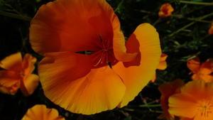 California Poppy