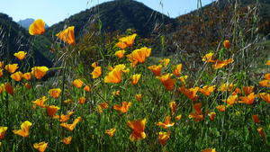 California Poppies