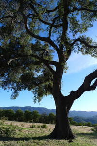 Education & the Significance of Life was written under this oak tree