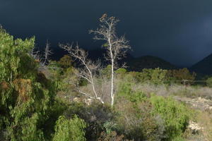 Walking in Ojai