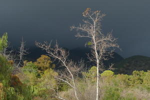 Walking in Ojai