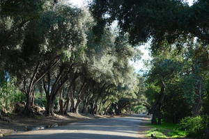 Ojai olive alley