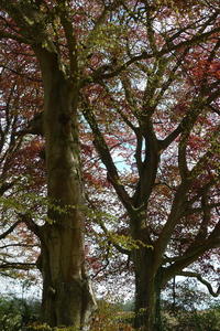 Copper Beeches near Brockwood Park