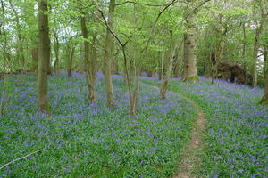 Bluebells near Brockwood Park