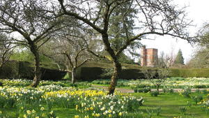 Daffodil fields around Brockwood