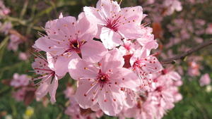 Pink flowering tree