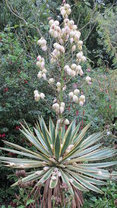 Regents Park flower