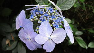 Hydrangea in the Grove