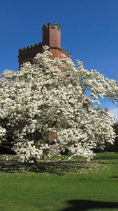 Magnolia in front of Brockwood tower