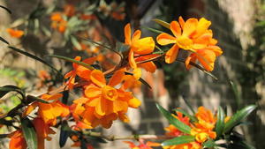 Flowers at the Centre