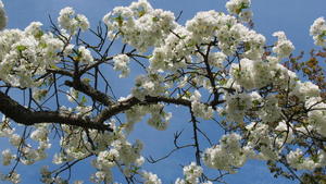 Flowering Cherry