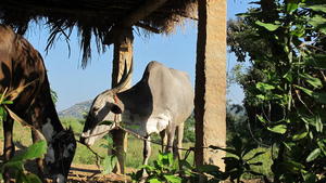Indian cows