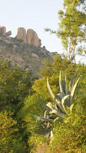 In Rishi Valley