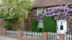 Cottage wisteria