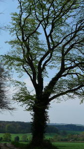 Tree near Brockwood