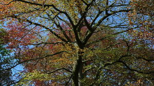 Beech trees at Brockwood