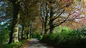 Beech trees at Brockwood