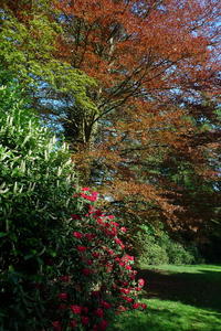 In the Grove at Brockwood Park