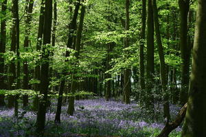 Bluebells