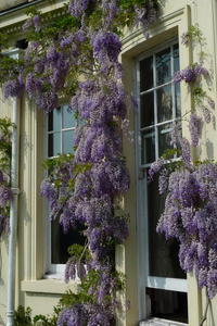 Wisteria at Brockwood