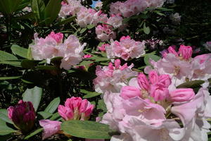 Rhododendron