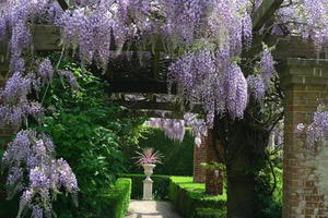 Wisteria in the Rose Garden