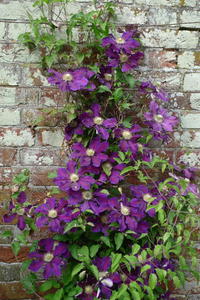 Clematis in the Rose Garden