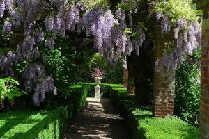 Wisteria in the Rose Garden